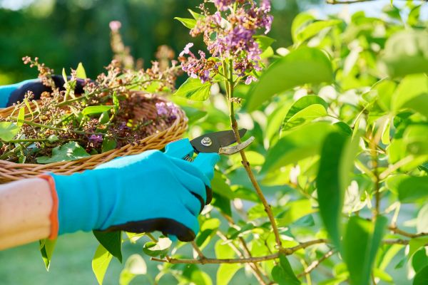 Lilac Trimming Service in Oroville