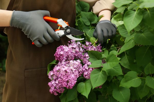 Lilac Pruning Service in Oroville