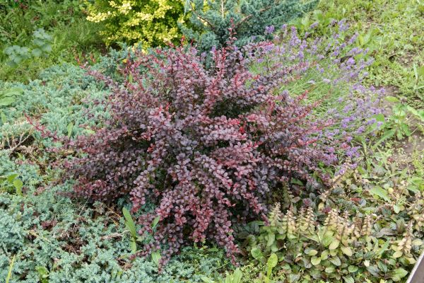 Japanese Barberry Removal in Oroville