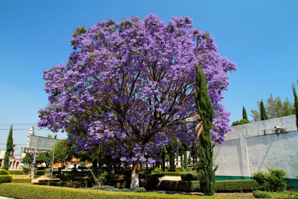 Jacaranda Pruning in Oroville