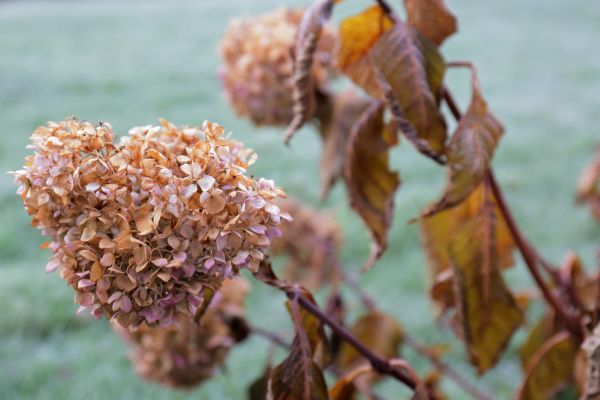 Hydrangea Removal in Oroville