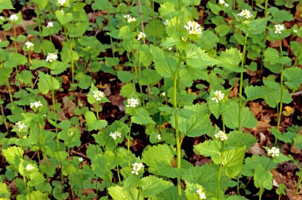 Garlic Mustard Removal in Oroville