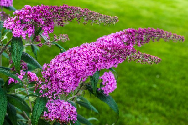 Butterfly Bush Removal in Oroville
