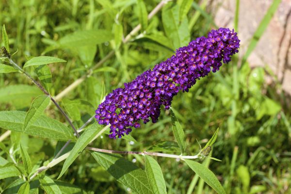 Butterfly Bush Pruning in Oroville