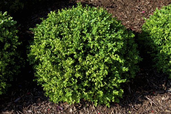 Boxwood Removal in Oroville
