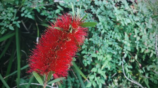 Bottlebrush Pruning in Oroville