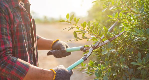 Cost of Shrub Pruning in Oroville