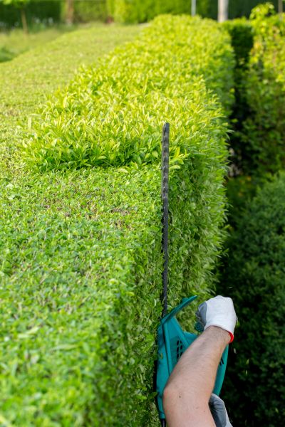 Hedge Trimming in Oroville