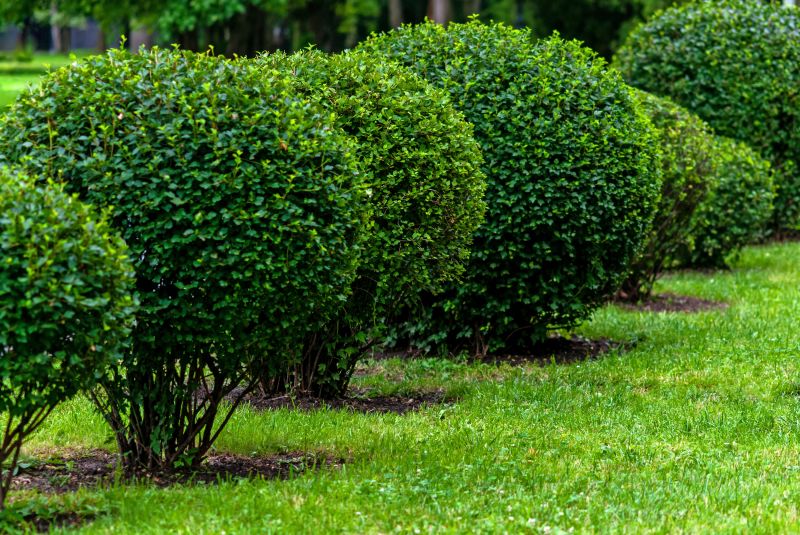 Shrubs with Fresh Pruning